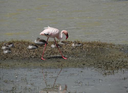 Flamingo en Kaapse taling