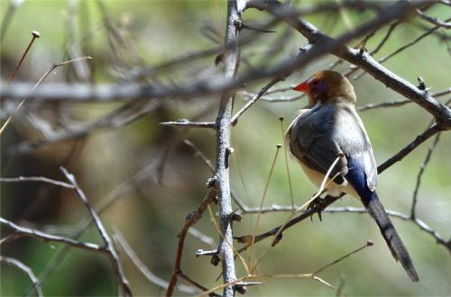 Violeteared waxbill