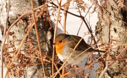 Roodborst 