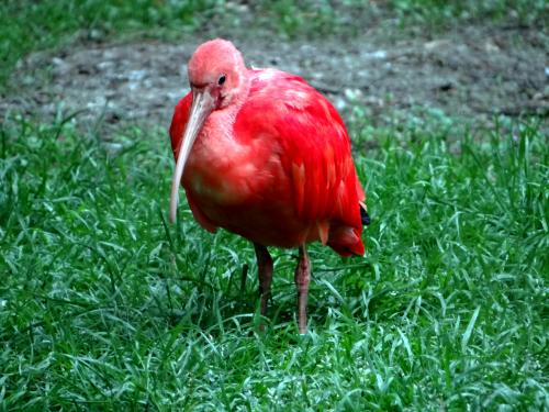 Ibis 