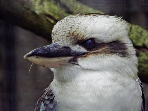 Kookaburra 