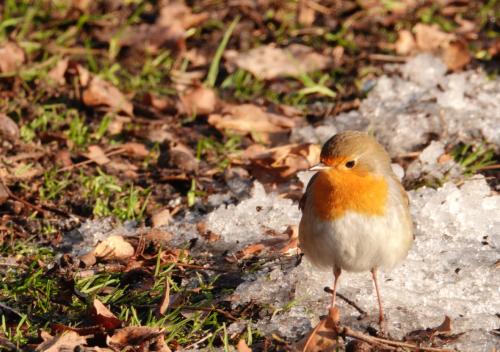 Roodborst 