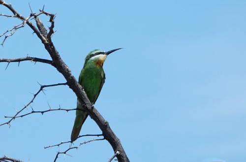 Groene bijeneter