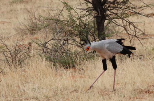 Secretarisvogel (Namibie)