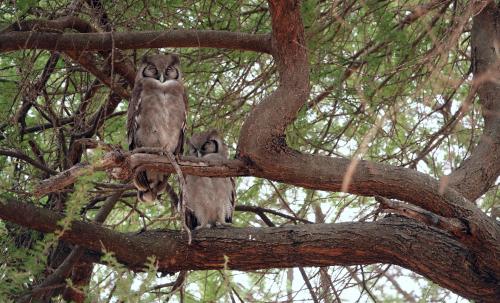 Verreaux oehoeTanzania