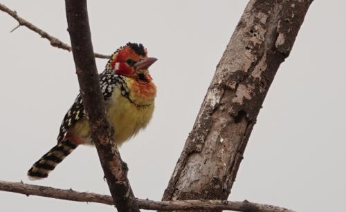 Vuurkopbaardvogel