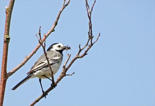 Witte kwikstaart 