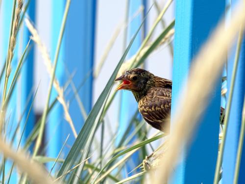 Red-winged blackbird 