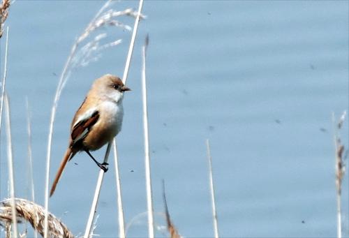 Baardmannetje 