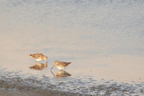 Watersnip