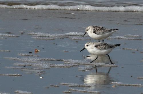 Drieteenstrandlopers