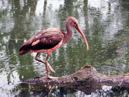 Ibis 