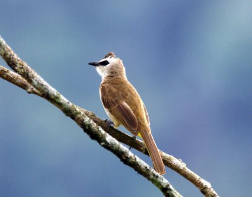 Roestkleurige bulbul