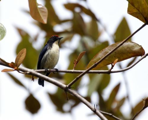 Roodrug honingvogel