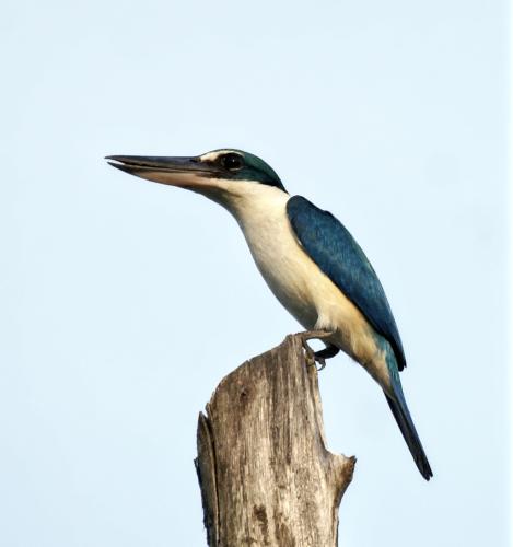 Gekraagde ijsvogel