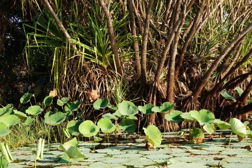 Corroboree ,Mary river, Northern Territory Australie