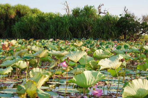 CorroboreeMary river NPNorthern Australia