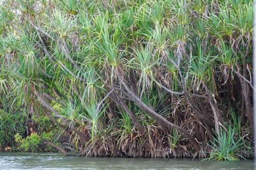 Corroboreeriver, Northern Territory Australie  