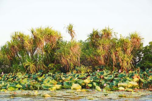 Corroboree wetlandsMary river NPNorthern Australia 