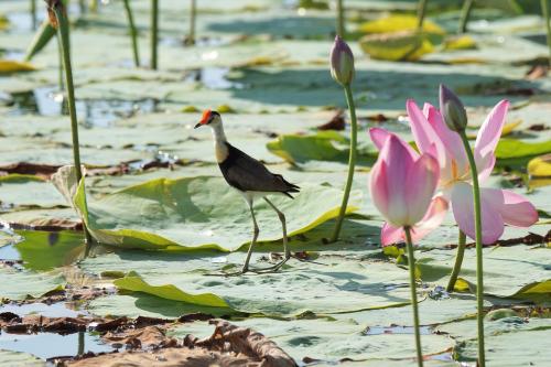 Jacana