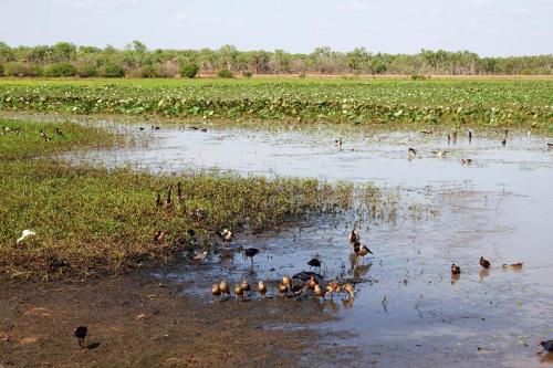 Mamukala wetlands Kakadu NPNorthern Australia