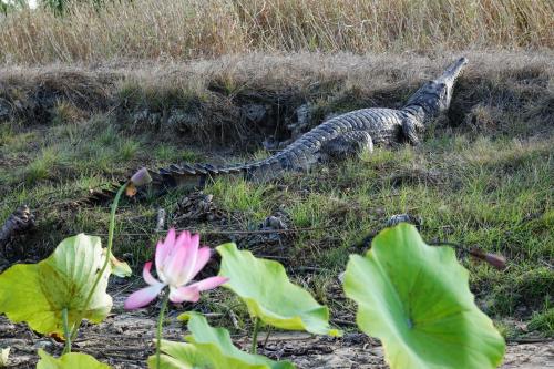 Krokodil, Corroboree,river, Northern Territory Australie