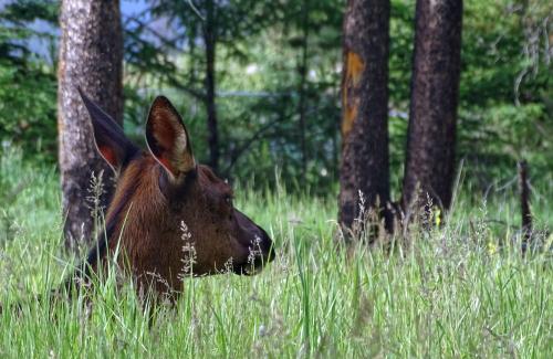 Eland