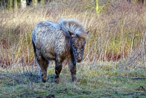 Pony paard 