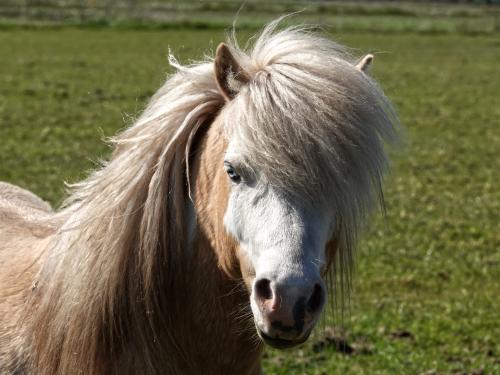 Shetlandpony