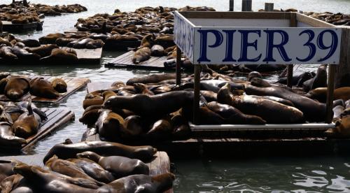 Robben bij Pier 39