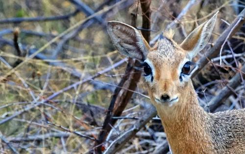 Dikdik 