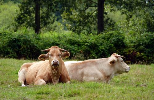 Blonde d'Aquitaine