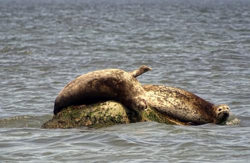 Zeehonden 