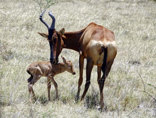 Rood hartebeest met jong 