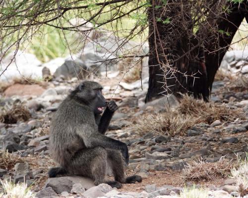 Baviaan   Aap   Namibië  Mariental