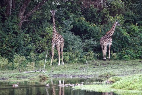 Giraffen (en nijlganzen)