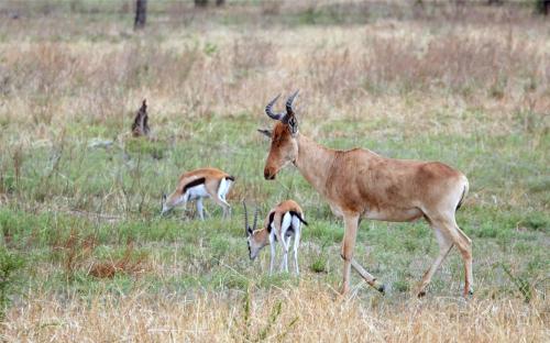 Coke's hartenbeest