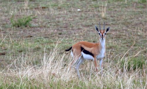 Thomsongazelle