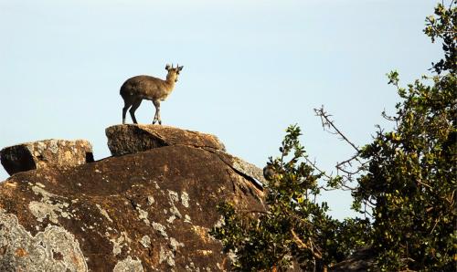 Klipspringer