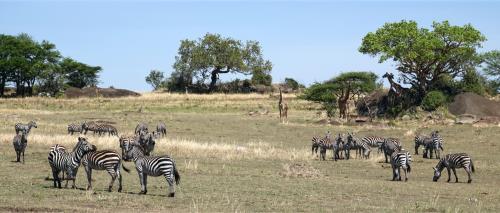 Zebras, giraffen