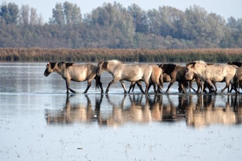 Konikpaarden 1 