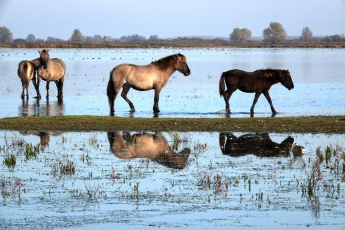 Konikpaarden 3