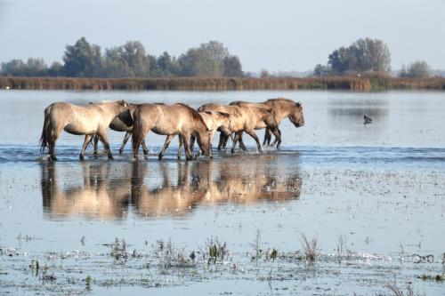 Konikpaarden 5