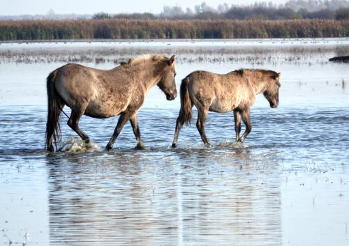 Konikpaarden 4