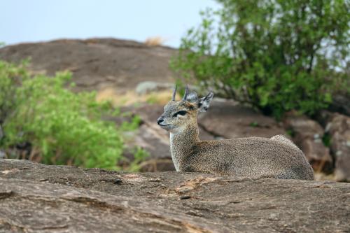 Klipspringer