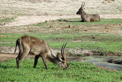 Waterbok 