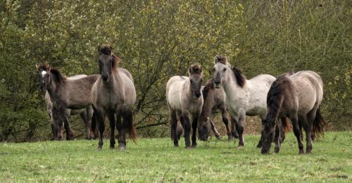 Konikpaarden