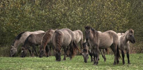 Konikpaarden 