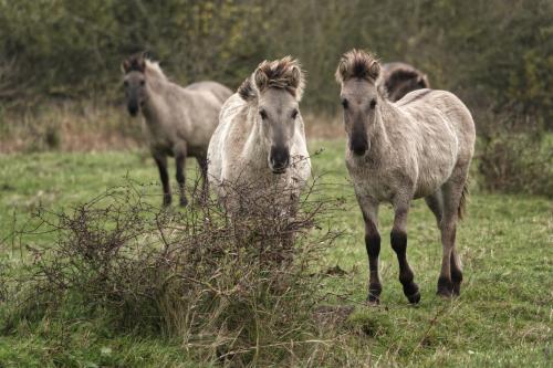 Konikpaarden