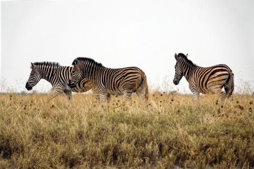 Zebra's